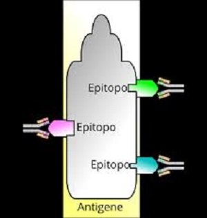 epitopo